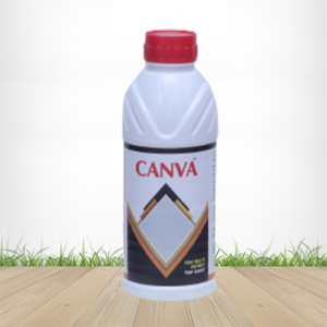 Canva